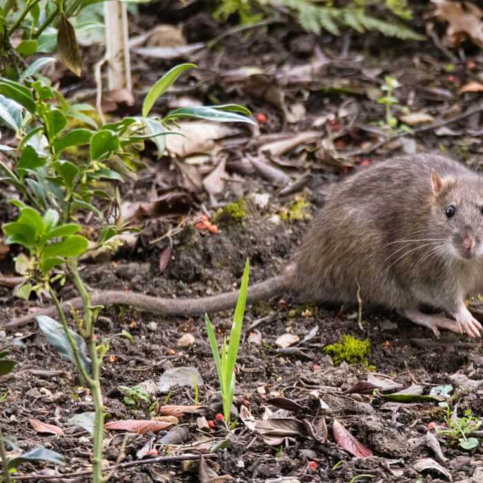Rat 1